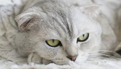 开云体育活动-体育新闻中心推动基层体育数字内容生态建设，体育产业数字化